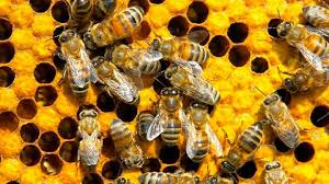 Un grupo de abejas salva a su compañera tras caer en un depósito de miel