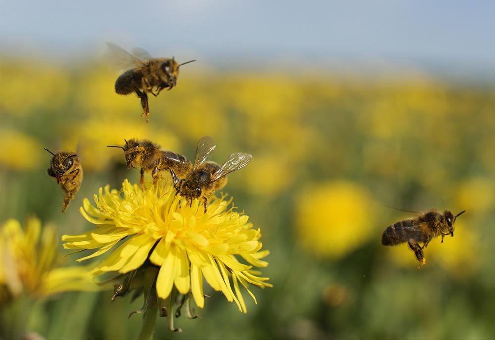 La cuarentena está salvando a las abejas: Flores silvestres inundan las ciudades del mundo