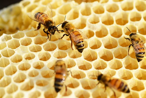 Las abejas saben contar desde cero