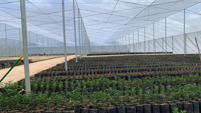 Agricultura inaugura proyecto para germinar árboles de china libres de enfermedad