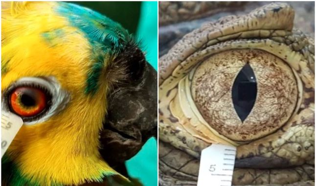 Según estudio, las aves y los reptiles tienen lágrimas similares a las de los humanos 