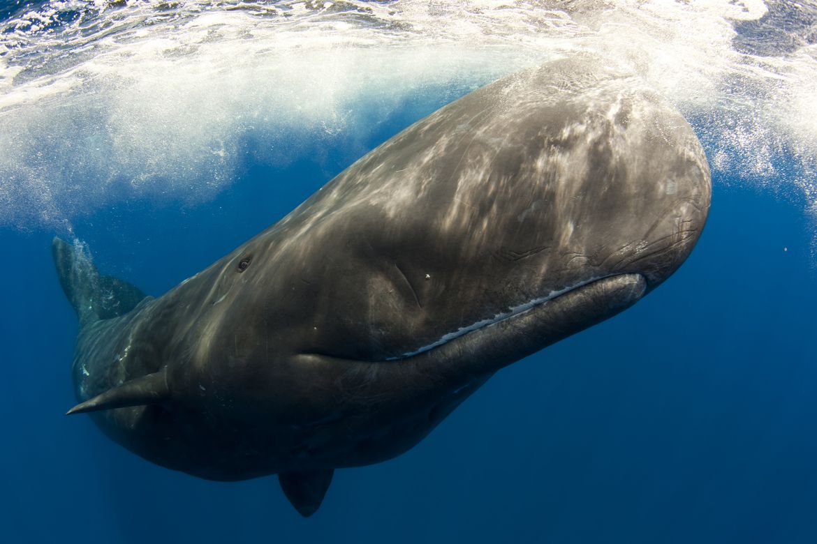 El ruido submarino no solo afecta a las ballenas, también desconcierta a los peces