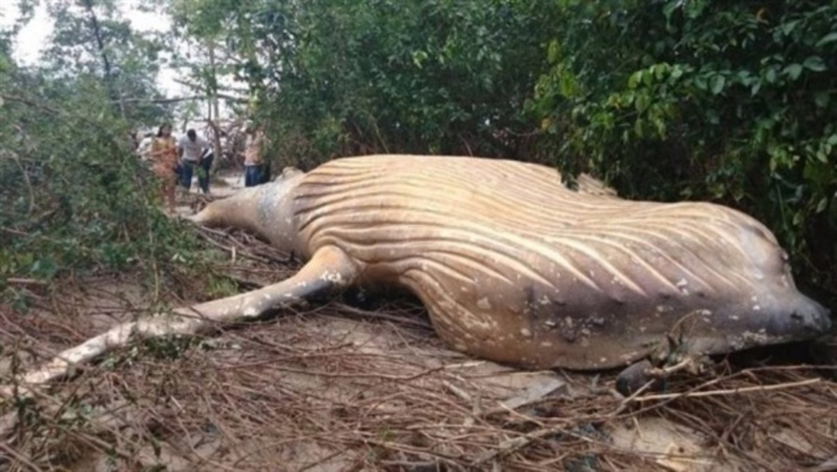 Aparece una ballena jorobada en la selva del Amazonas