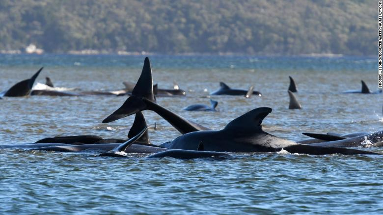 Cerca de 400 ballenas piloto mueren al quedar varadas en las costas de Australia