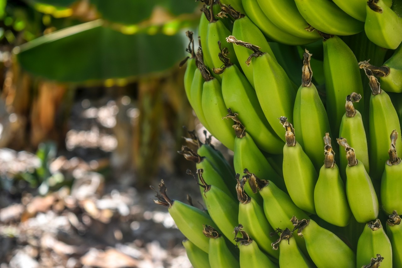 Agricultura realiza en Mao simulacro para la detección de plaga cultivo del banano 