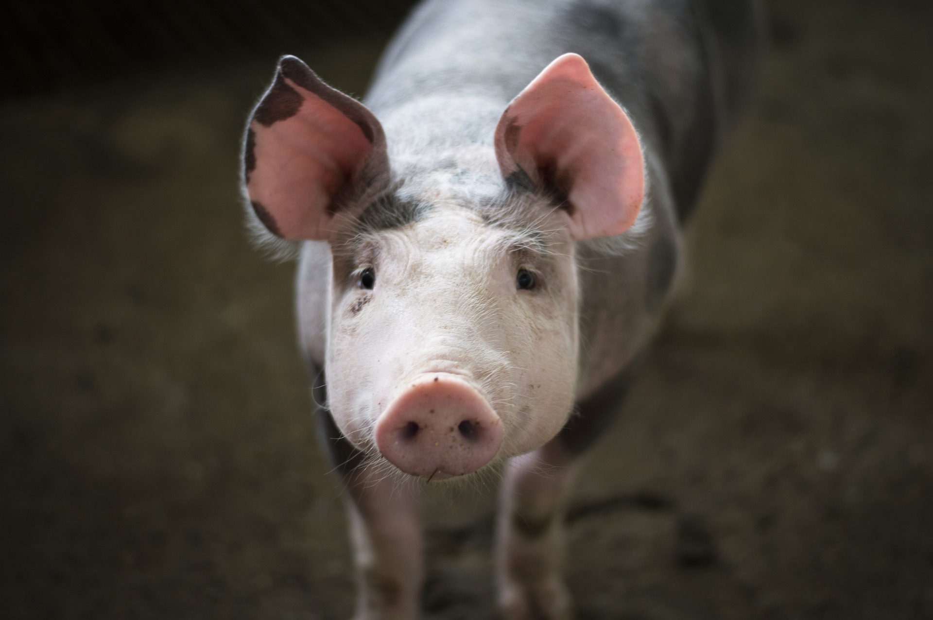 BDA otorga 287 mil dólares a la producción porcina en el 2017