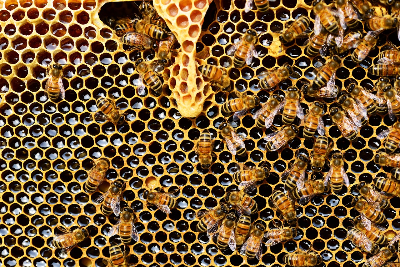Los probióticos aumentan la producción de miel y la resistencia a enfermedades