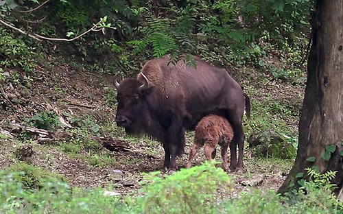 Nace un bisonte por primera vez en República Dominicana