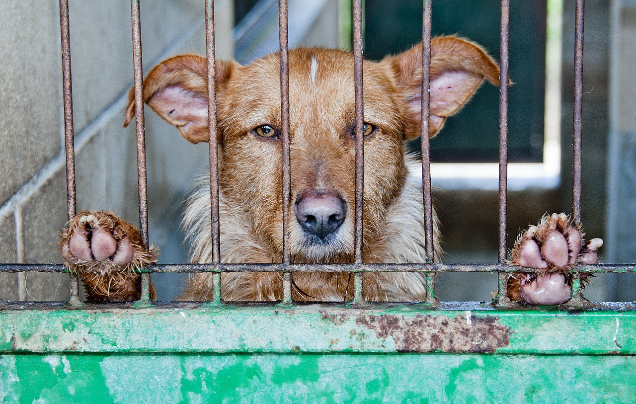Fallo judicial prohíbe matar perros para comer su carne en Corea del Sur