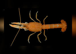 Descubren una nueva especie de camarón en una isla de Panamá