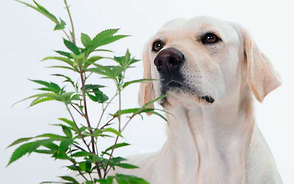 La veterinaria europea estudia el uso del cannabis en clínica