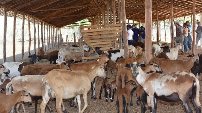 Baja la mortalidad de caprinos en el país