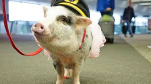 Un cerdo, la nueva mascota de un aeropuerto de San Francisco