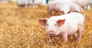 Campaña mundial ve parar la propagación de la Peste Porcina Africana