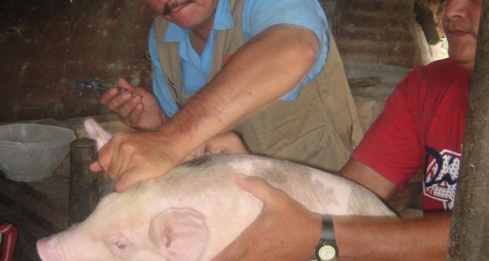 Extraña enfermedad mata cerdos en Dajabón