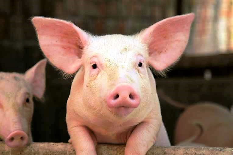 Argentina podría convertirse en el primer exportador mundial de carne porcina