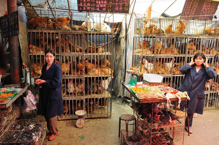 Avicultores de Provincia de China afectada por coronavirus, sacrifican sus aves
