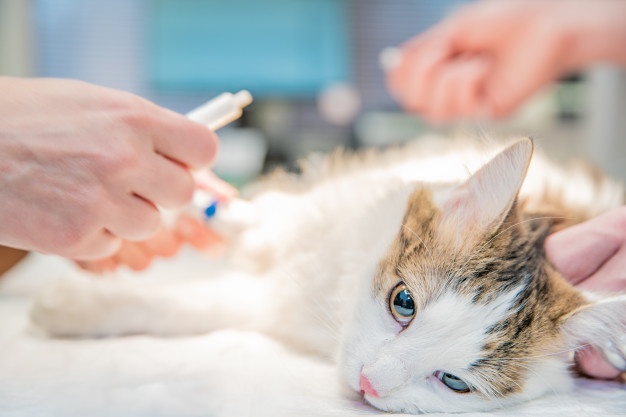 La WSAVA creará un comité para orientar a veterinarios en esterilizaciones