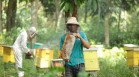 ¿Cómo se produce la miel?