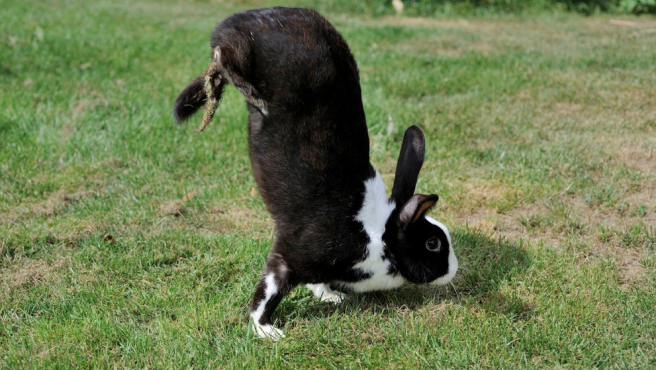 La razón genética por la que este conejo camina sobre sus patas delanteras