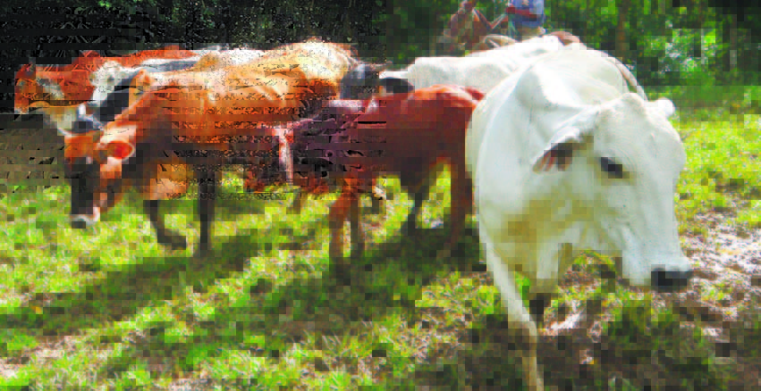 Confenagro espera el país pueda exportar carne bovina