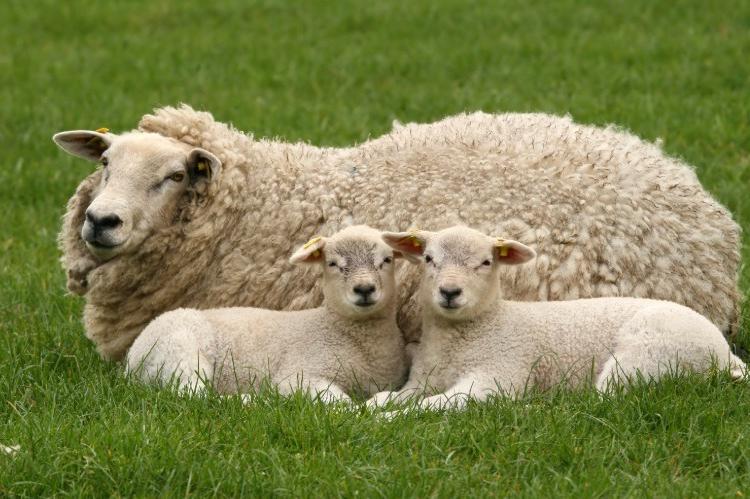 Nueva Zelanda lanza un programa genético que permitirá criar ovejas 'ecológicas' con baja emisión de metano