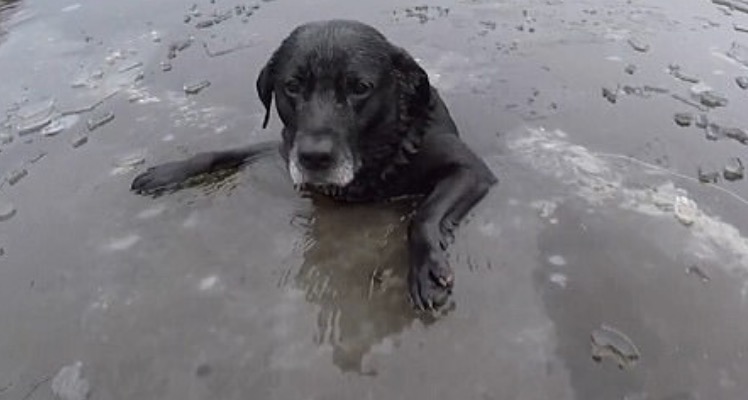 El emotivo rescate de un perro atrapado en un río congelado