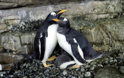 Dos pingüinos hembras incuban un huevo de otra pareja y logran criar un pollo