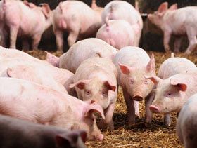 Estrategias para un salto de la porcinocultura argentina