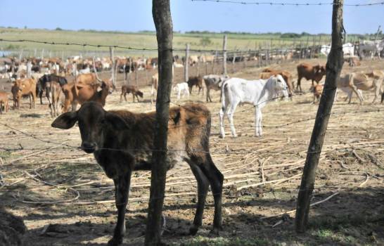 Agricultura y Ceagana ejecutan proyecto para mejorar calidad del ganado