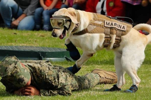 Perrita ‘Frida’ se jubila en labores de rescate; ayudará a entrenar a otros caninos