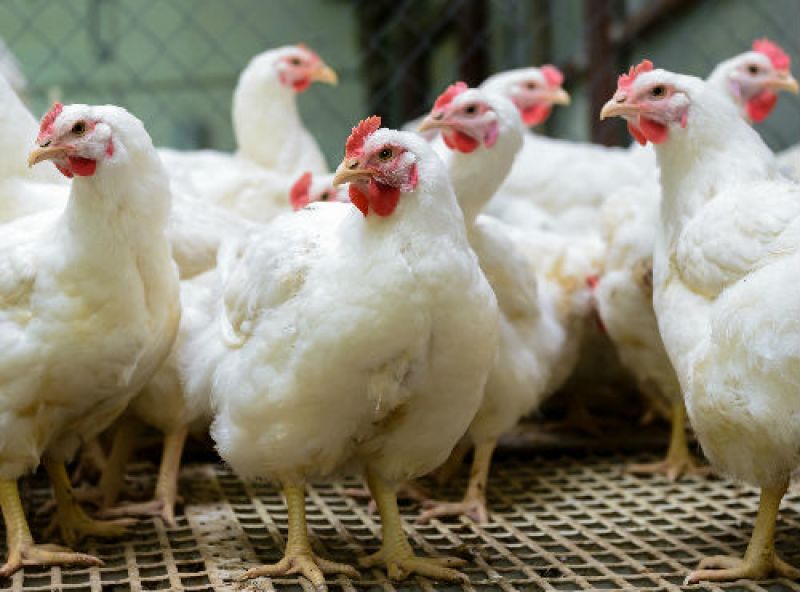 España eleva el nivel de vigilancia y bioseguridad de las granjas avícolas