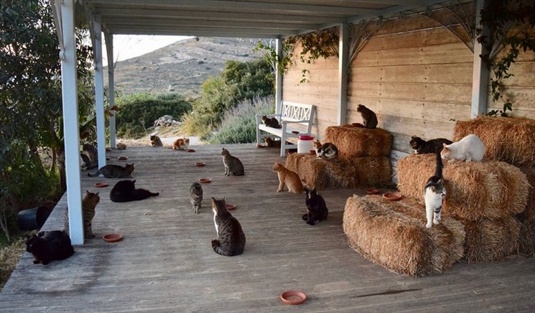 La ONG griega pagará por cuidar gatos