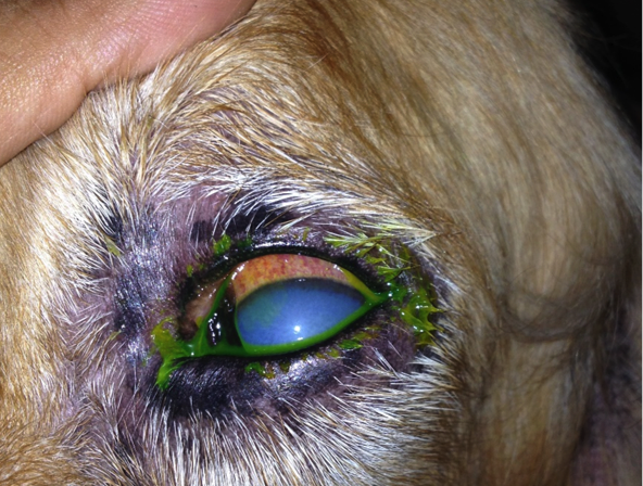 El Glaucoma, un enemigo silencioso de nuestras mascotas