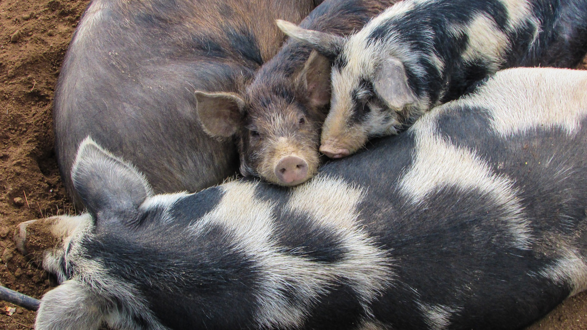 Gobierno financia incremento de producción de cerdos en el país