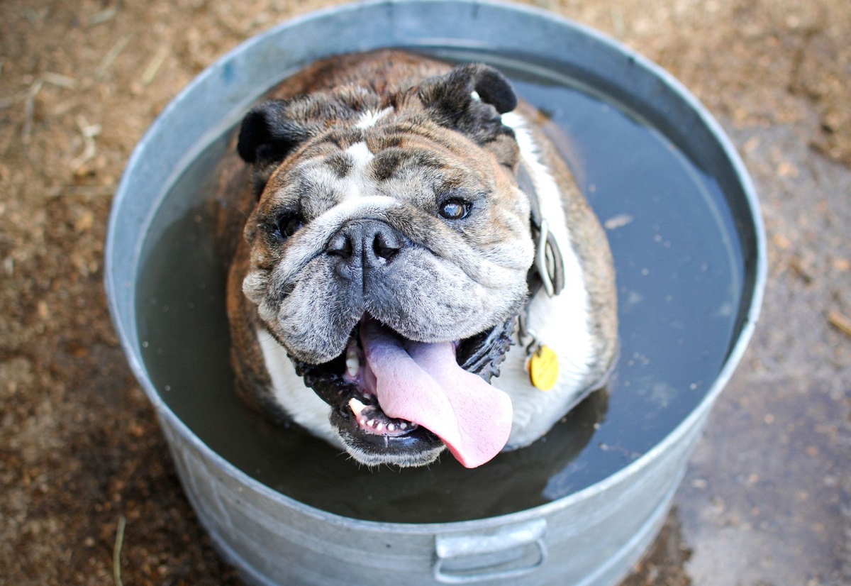 Cuáles son los factores de riesgo asociados al golpe de calor en perros