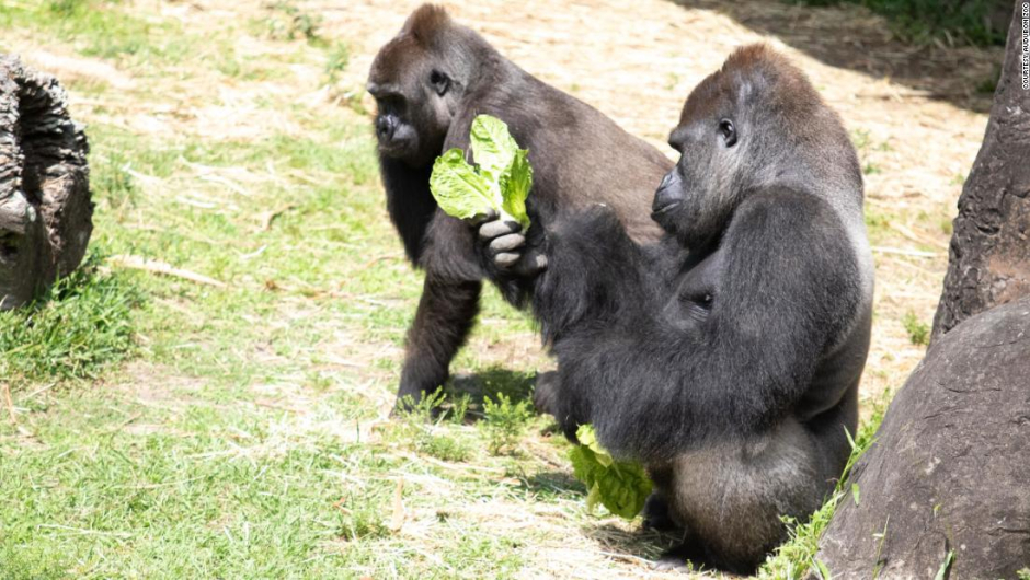 Zoológico organiza ‘baby shower’ de una gorila en peligro de extinción