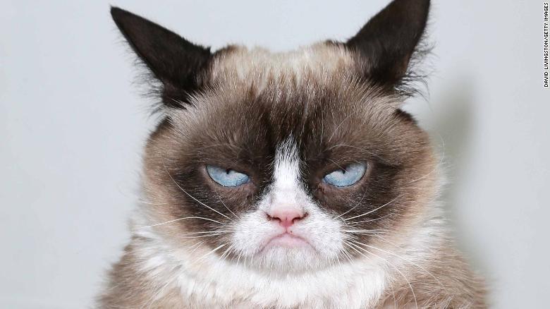 Murió Grumpy Cat, el gato de rostro malhumorado que inspiró miles de memes