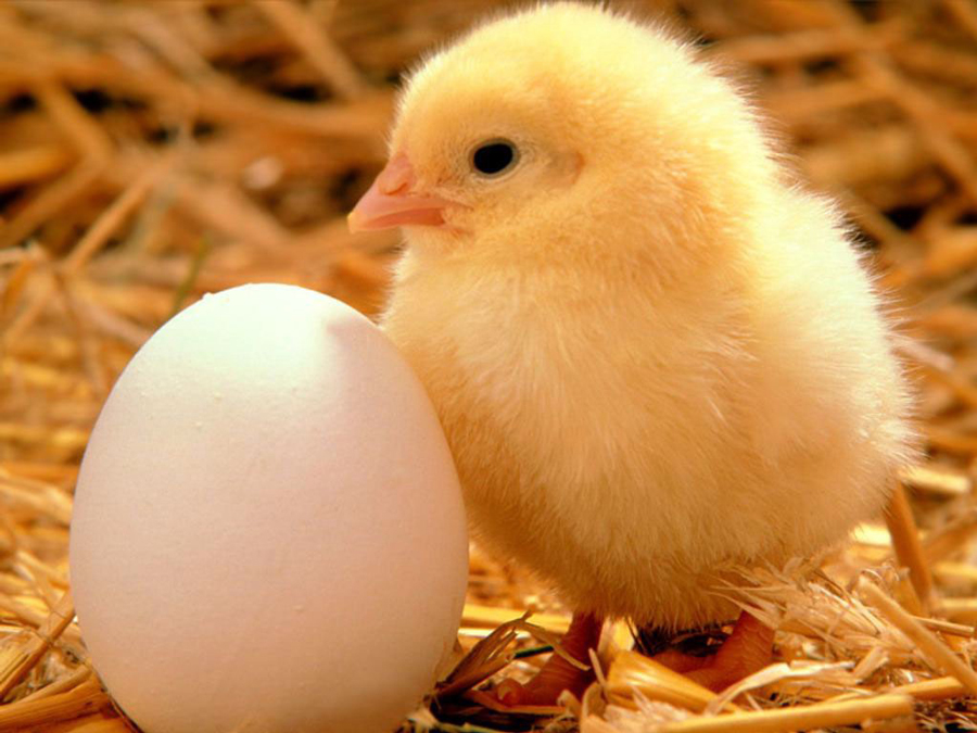 Sector avícola y Gobierno buscan estabilizar precios de pollo y huevos