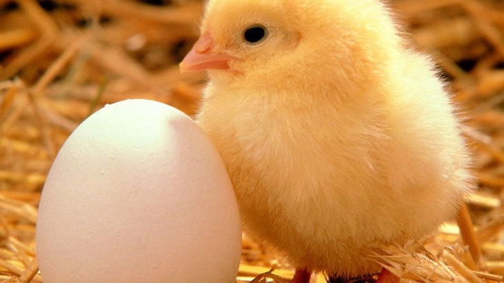 Sector avícola y Gobierno buscan estabilizar precios de pollo y huevos