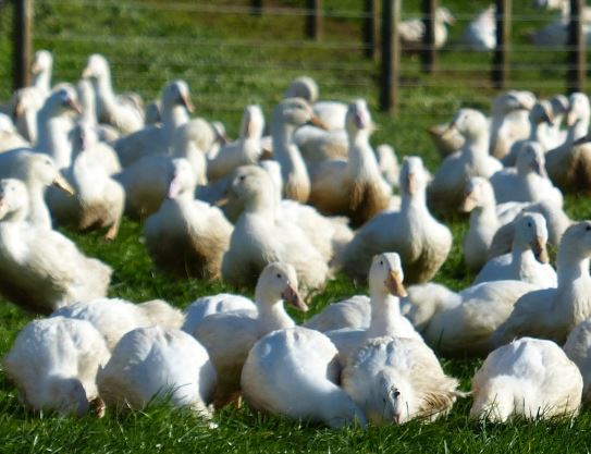 Vuelve gripe aviar a Bulgaria