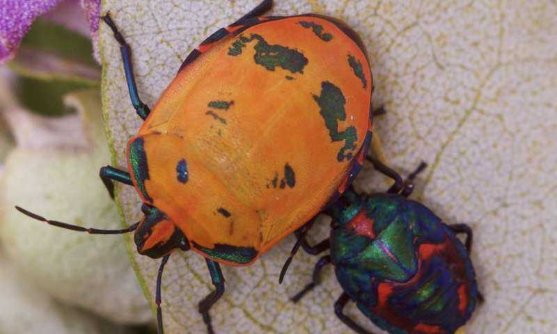 Los insectos recurren a varios colores para protegerse de los depredadores