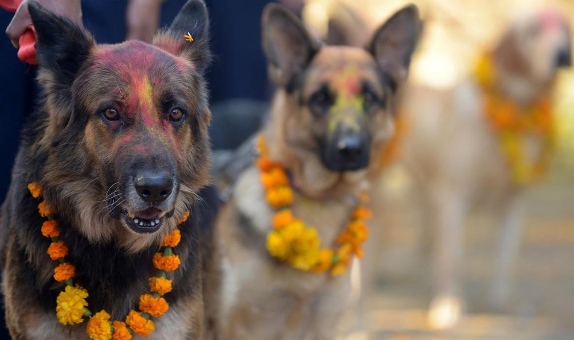 Kukur Tihar: Día del amor por los perros