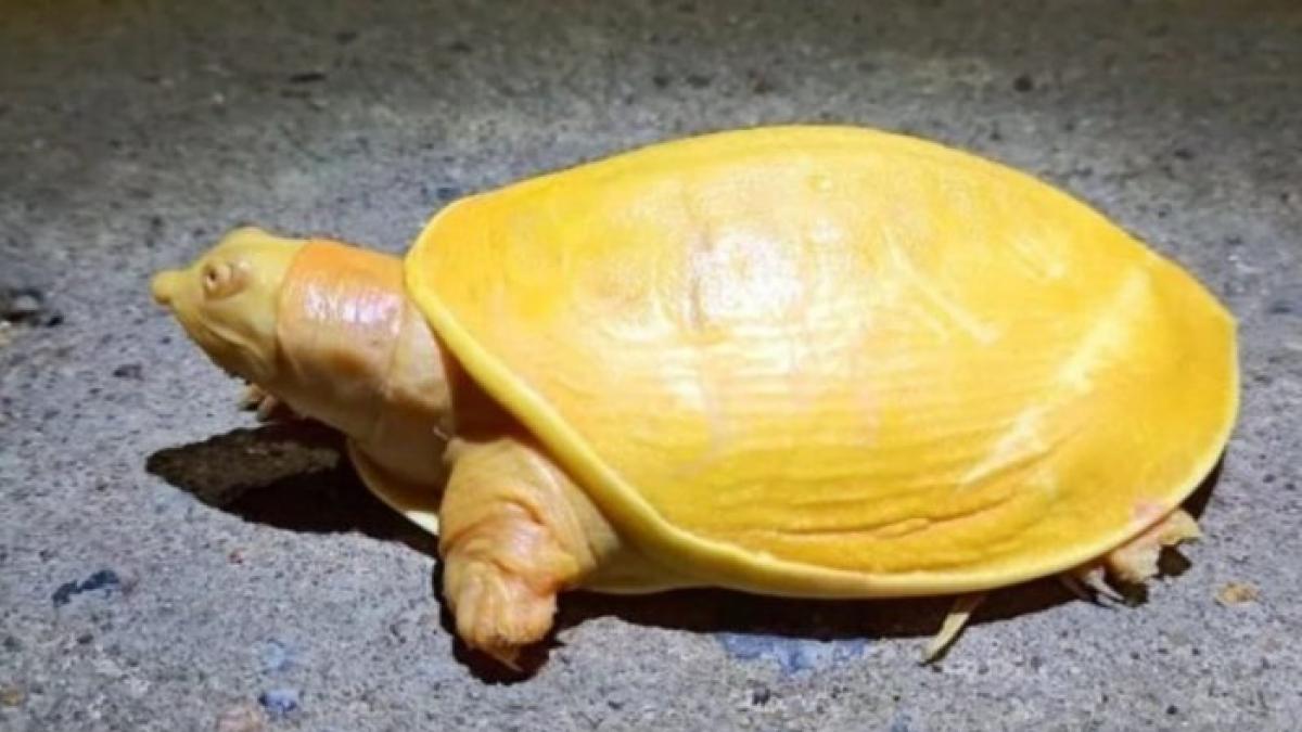 Rara tortuga amarilla es encontrada en la India