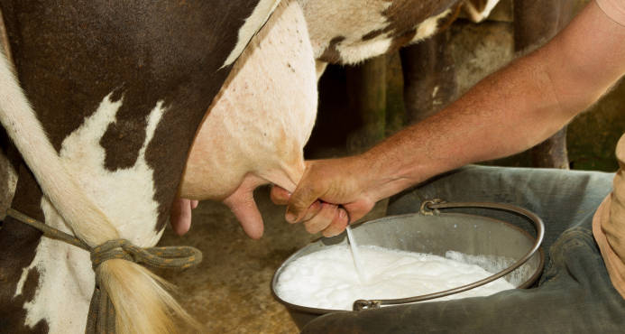 La leche de vaca no afecta la diabetes tipo I en niños