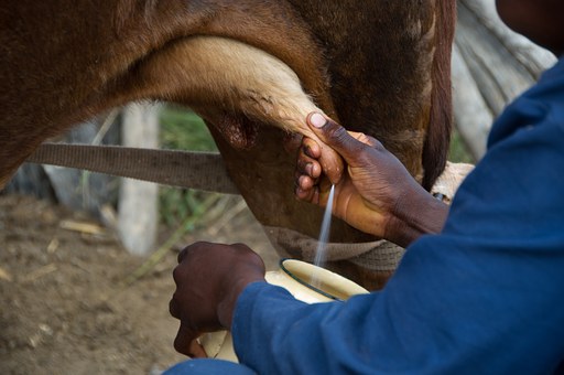 Baja calidad leche reduce beneficios ganaderos dominicanos 