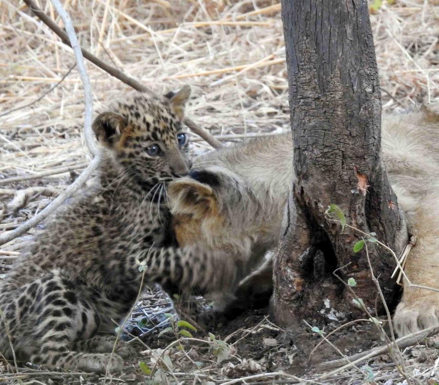 Leona adoptó un cachorro de leopardo en India y sorprende a los investigadores