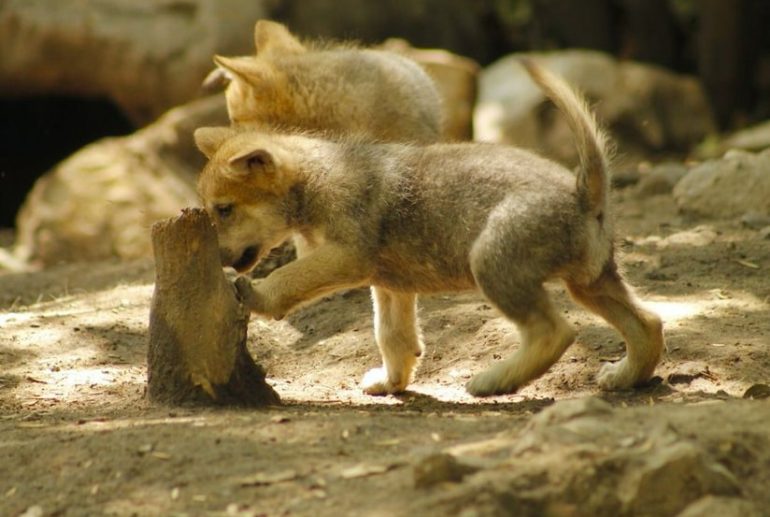 Nacen 5 crías de lobo mexicano en el Zoológico de Chapultepec