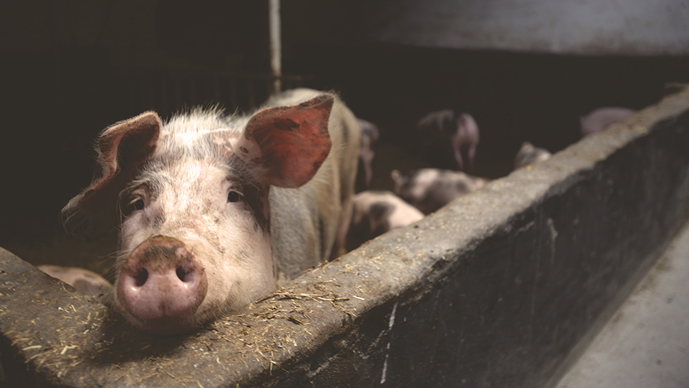Logran vacuna contra una de las primeras causas de muerte en los cerdos