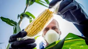 México eliminará la importación de maíz genéticamente modificado